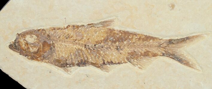 Inch Knightia Fossil Fish #4652